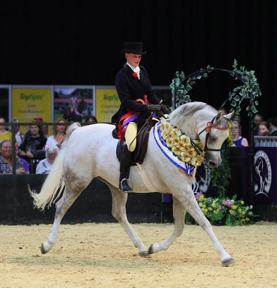 Arab Show Horses